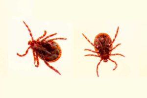 do i have bed bugs 2 bed bugs