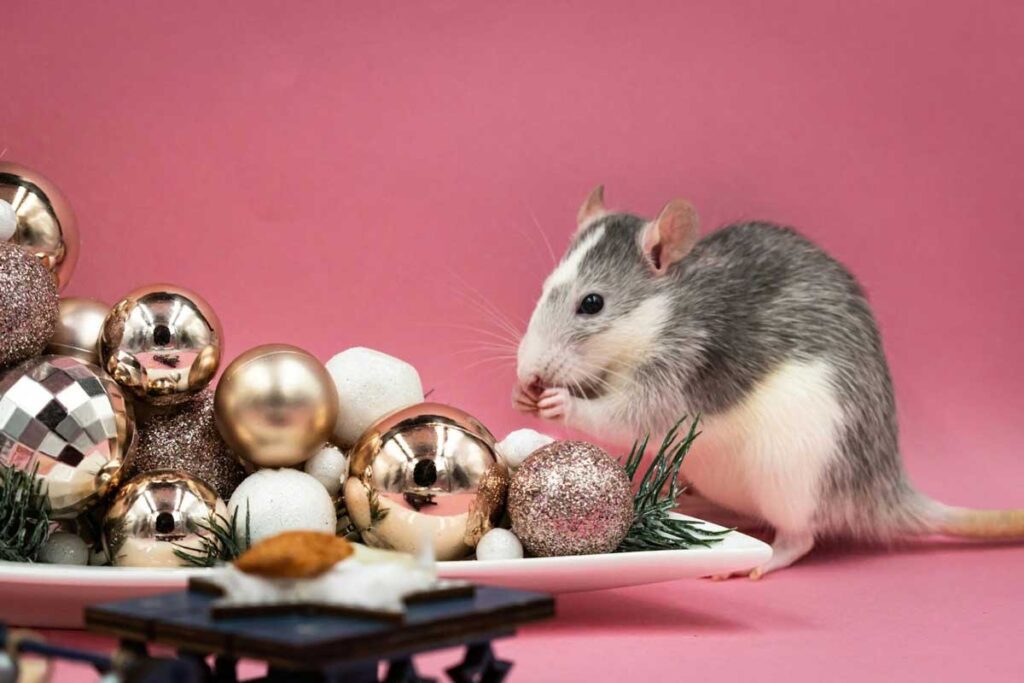 pest free christmas 2025 rat with baubles