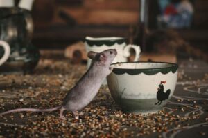 HELP! There is a mouse in my Enfield House how do I get rid of it